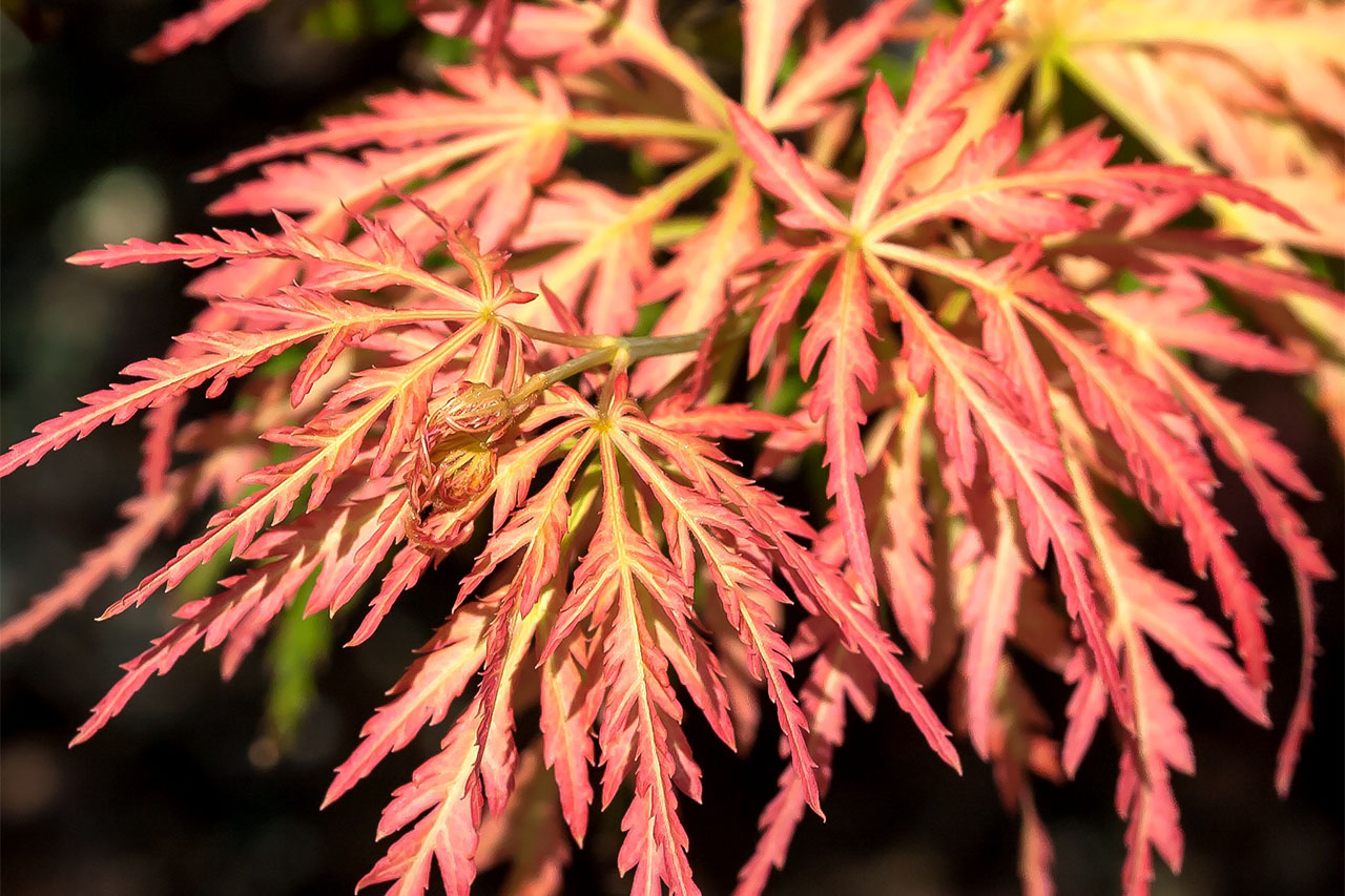 Acer pseud. Ice Dragon | Jack Frost Collection