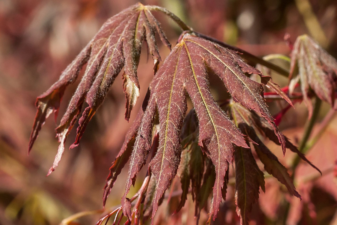 Acer pseud. North Wind | Jack Frost Collection
